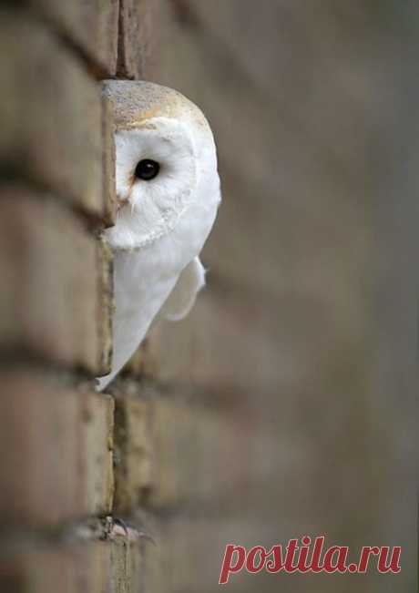 Очаровательные совы
