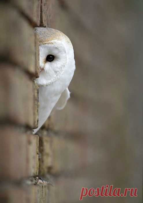 Очаровательные совы