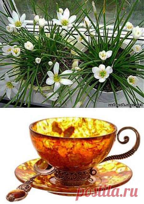 Стимулятор роста комнатных растений.