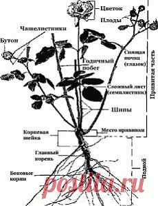 Преимущества: корнесобственные розы или привитые? | Дача - впрок
