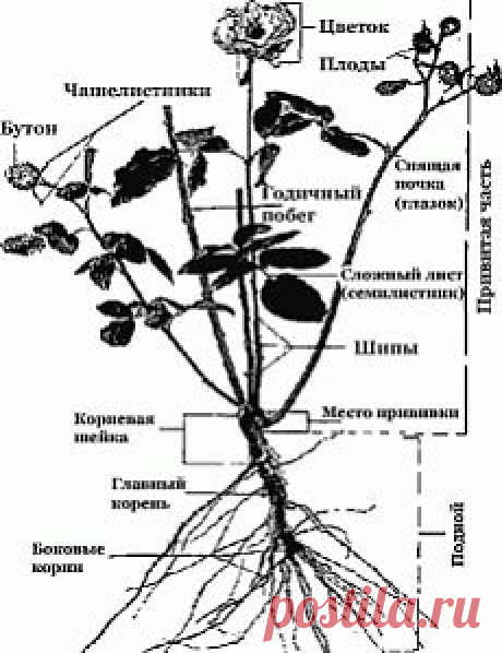 Преимущества: корнесобственные розы или привитые? | Дача - впрок