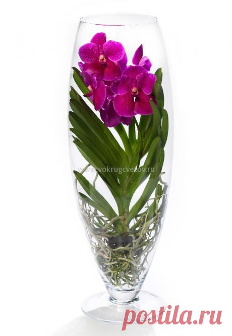 Орхидея Ванда розовая в стеклянной вазе купить в интернет магазине «Вокруг цветов»