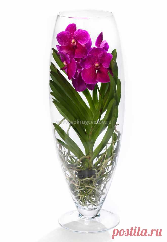 Орхидея Ванда розовая в стеклянной вазе купить в интернет магазине «Вокруг цветов»