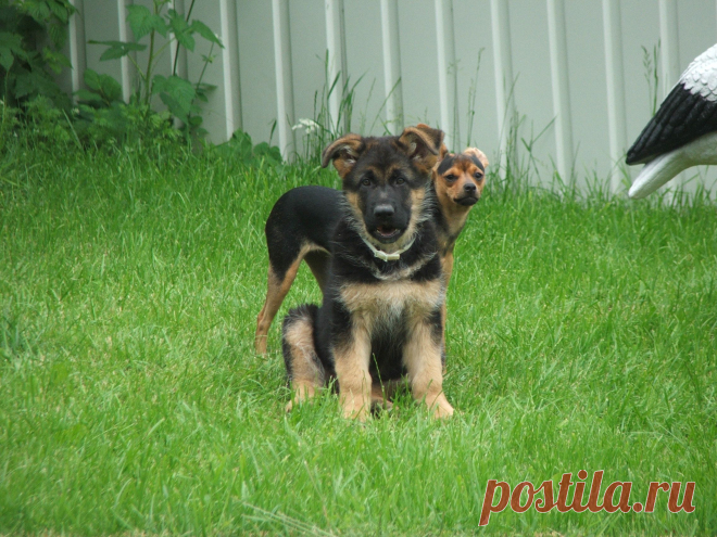 овчаропинчер