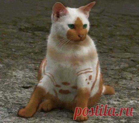 Вот это окрас!...Такого я ещё не видел..