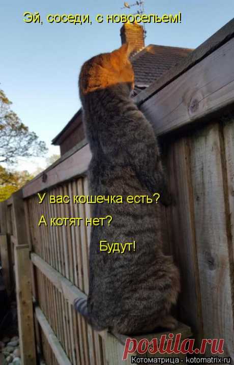 Котоматрица: Круть