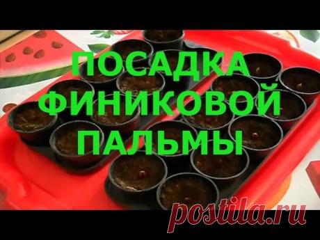 Посадка Финиковой Пальмы из Косточки Финика. Часть1