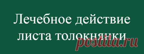Лечебное действие листа толокнянки
Толокнянка (медвежьи ушки) – относится к роду вечнозеленых кустарников семейства вересковых, часто образует сплошную дернину. Из всех известных видов на территории России произрастает только один – толокнянка обыкновенная. Листья толокнянки кожистые, утолщенные, яйцевидной формы, на верхней стороне листа просматривается четкая сеть жилок. Края листьев нередко...
Читай дальше на сайте. Жми подробнее ➡