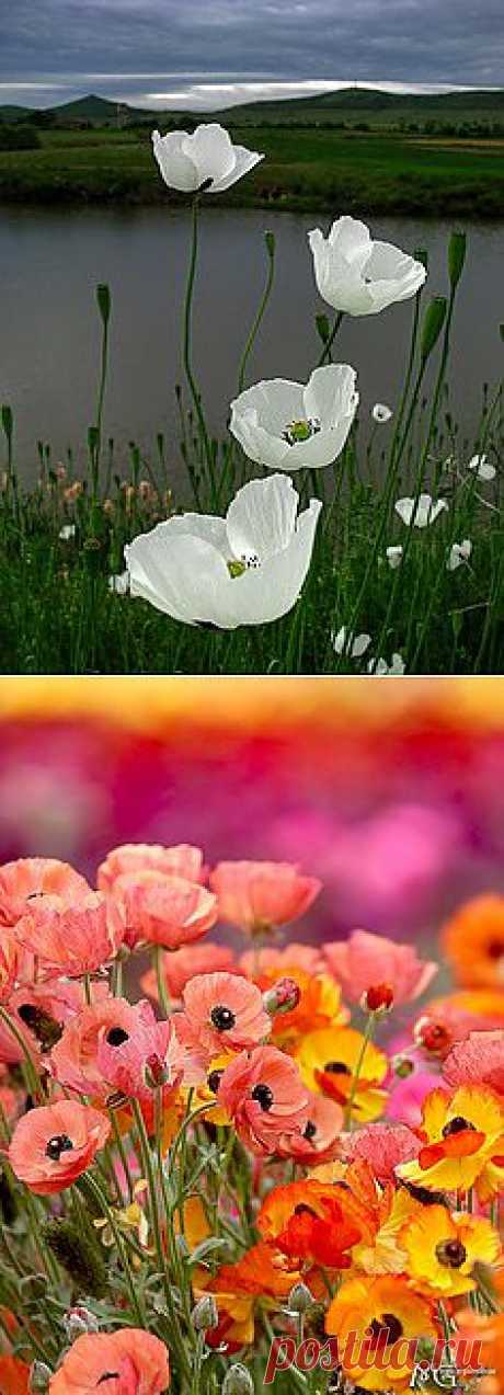 Flowers