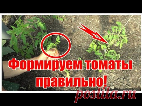 СДЕЛАЙТЕ ТАК И ТОМАТОВ БУДЕТ МОРЕ! / ФОРМИРОВАНИЕ ПАСЫНКОВАНИЕ ВЫСОКОРОСЛЫХ ТОМАТОВ В ТЕПЛИЦЕ