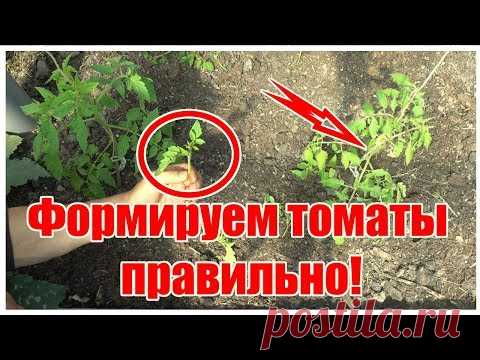 СДЕЛАЙТЕ ТАК И ТОМАТОВ БУДЕТ МОРЕ! / ФОРМИРОВАНИЕ ПАСЫНКОВАНИЕ ВЫСОКОРОСЛЫХ ТОМАТОВ В ТЕПЛИЦЕ