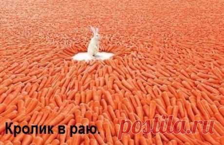 Alex Заяц