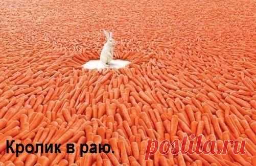 Alex Заяц