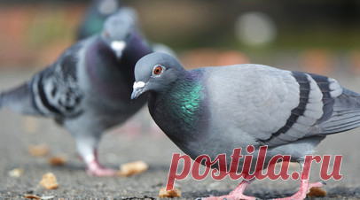 Врач Кондрахин: голуби могут переносить опасные заболевания. Врач-терапевт, кандидат медицинских наук Андрей Кондрахин рассказал, что голуби и другие городские птицы могут переносить опасные заболевания. Читать далее