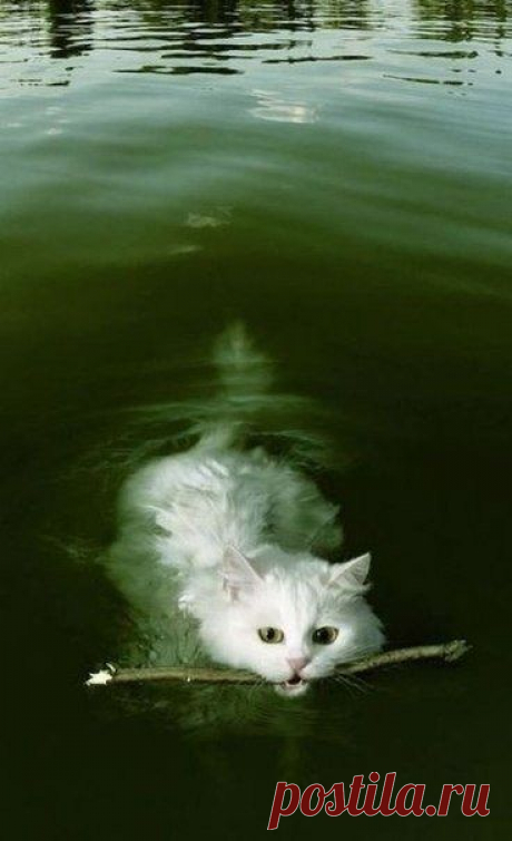 Мой Мир@Mail.Ru