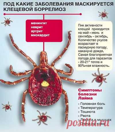 Клещевой боррелиоз (болезнь Лайма): симптомы, лечение, последствия Что это такое? Болезнь Лайма – это инфекционное заболевание, возникающее из-за укуса клещом из вида Ixodes scapularis. Патология характеризуется поражением сердца и суставов, нарушениями работы нервной системы и кожными проявлениями. Свое название болезнь получила из-за территории на которой