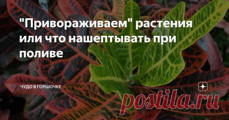 "Привораживаем" растения или что нашептывать при поливе Магия на службе у цветовода: заговоры-шепотки для комнатных растений.