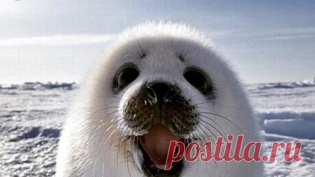 Петиция · Помогите!!! Власти подписали закон об отстреле этих малышей на Байкале!!! Времени мало! · Change.org