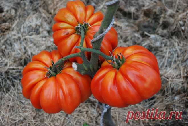 Как я справляюсь с фитофторой 
– Самое главное в борьбе с фитофторой – как можно раньше начать обработку растений.

Когда-то я посещал занятия в сельскохозяйственном институте, там один профессор утверждал, что фитофтора начинает …