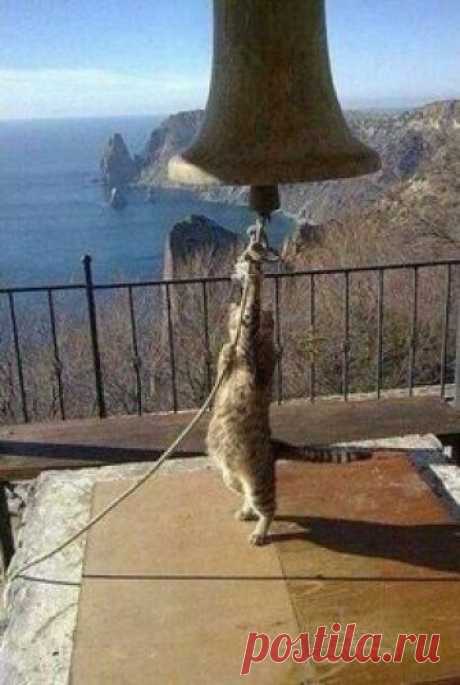 Самый лучший звонарь...