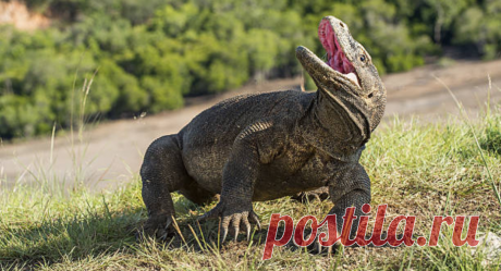 Живая легенда - Комодский дракон. Интересные факты о доисторическом животном
Огнем он не дышит и не летает, закрыв собой солнце, однако, - дракон. Или варан. По сути одно и тоже, потому что это два названия одного и того же животного, проживающего в Индонезии на Комодских и других, близлежащих к ним островах.