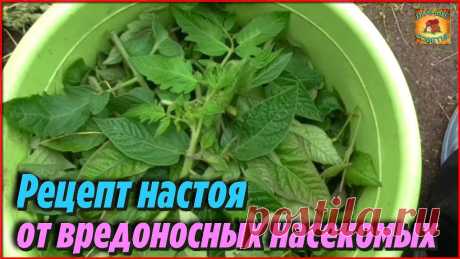 Как я использую ботву томатов Рецепт настоя от вредоносных насекомых с пользой для сада и огорода Дачные Советы