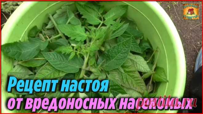 Как я использую ботву томатов Рецепт настоя от вредоносных насекомых с пользой для сада и огорода Дачные Советы