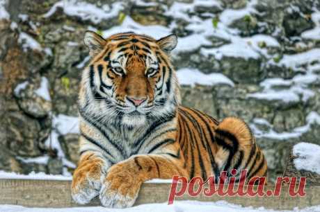 Яндекс.Фотки