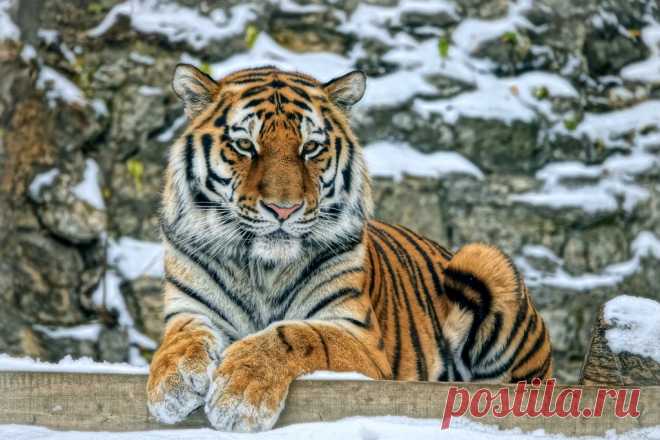 Яндекс.Фотки