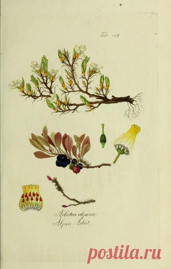 Österreichs allgemeine baumzucht, : oder Abbildungen in- und ausländischer Bäume und Sträuche, deren Anpflanzung in Österreich möglich und nützlich ist : Schmidt, Franz, 1751-1835 : Free Download, Borrow, and Streaming : Internet Archive