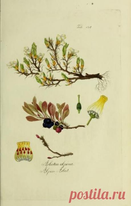 Österreichs allgemeine baumzucht, : oder Abbildungen in- und ausländischer Bäume und Sträuche, deren Anpflanzung in Österreich möglich und nützlich ist : Schmidt, Franz, 1751-1835 : Free Download, Borrow, and Streaming : Internet Archive