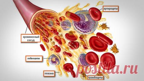 Как расшифровать анализ крови