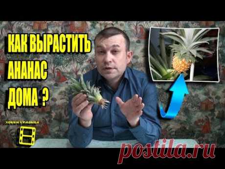 АНАНАС УКОРЕНИЛСЯ! ПОСАДКА УКОРЕНЕННОГО АНАНАСА. ЭКЗОТИКА НА ПОДОКОННИКЕ