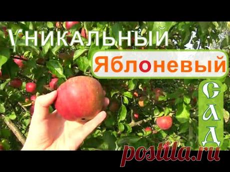 Мичурин современности! Часть 3. Яблоневый сад. Фролов в питомнике у профессора Агеева- Сентябрь.