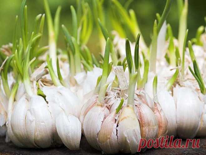 Польза проросшего чеснока