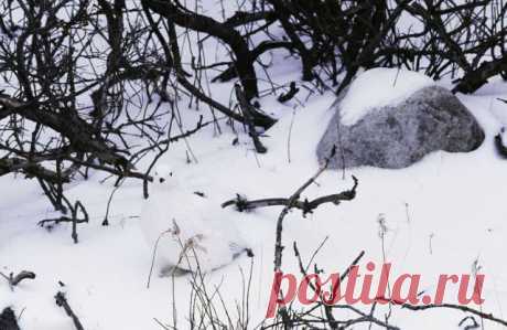 Тренируем наблюдательность | Все о наших питомцах