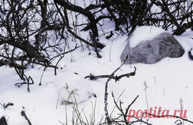 Тренируем наблюдательность | Все о наших питомцах