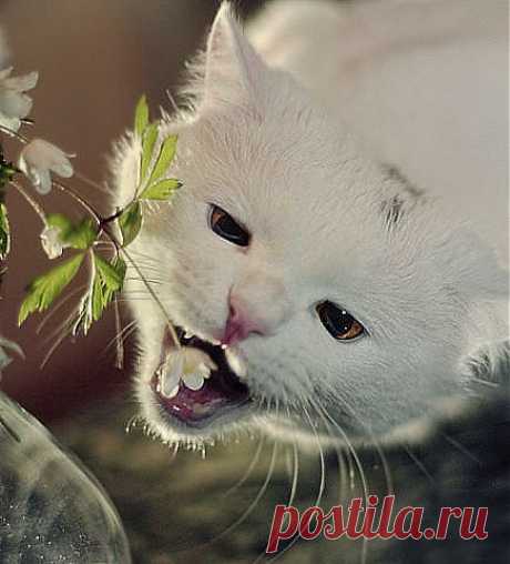 весна на носу ,мне нужны витамины