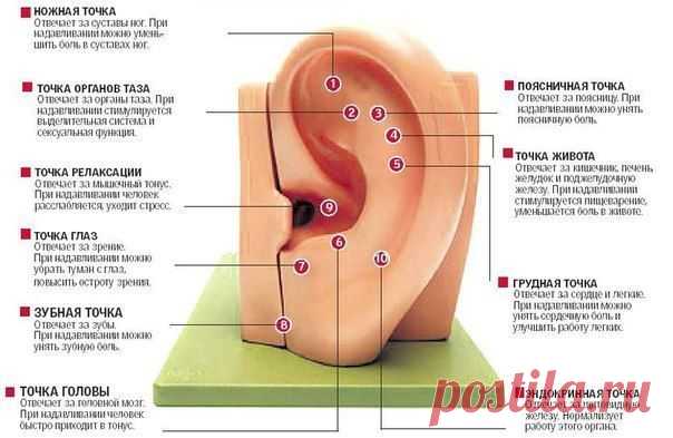 ушей для здоровья детей и взрослых. | Human psychology