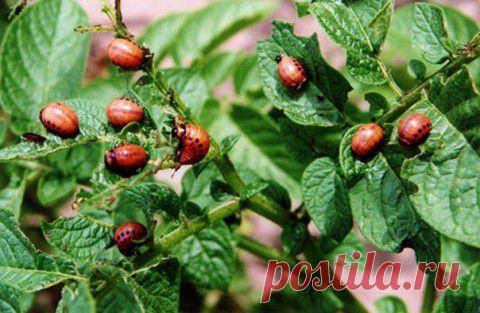 13 НАРОДНЫХ СПОСОБОВ БОРЬБЫ С КОЛОРАДСКИМ ЖУКОМ | Мамам, женщинам, бабушкам и очень любознательным.