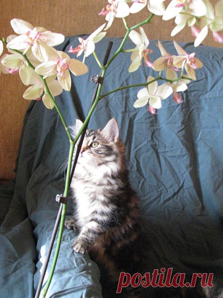 Фото с орхидеей