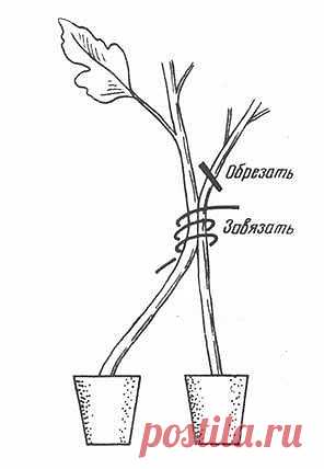 (99) Одноклассники