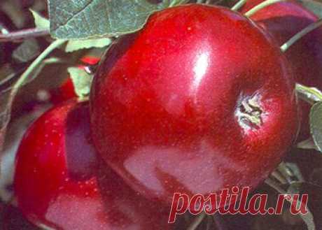 Чтобы яблоки были крупными