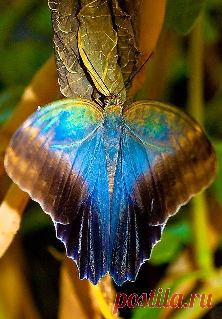 бабочки