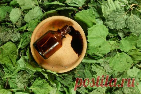 Берёзовый дёготь всегда выручит: 18 неожиданных способов применения - Женский Журнал Берёзовый дёготь – старинное средство, которое широко применяется в косметологии и медицине. Этот недорогой аптечный препарат, изготовленный на основе древесной смолы, отличается сильным и очень стойким ароматом. Этим не преминули воспользоваться смекалистые садоводы. Они заменили природным и безопасным в применении продуктом дорогостоящие препараты — инсектициды и не только. Берёзовый дёг...