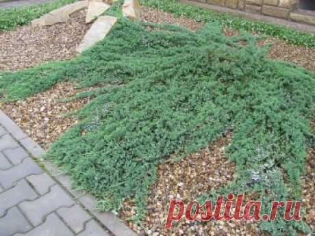 Можжевельник горизонтальный (Juniperus horizontalis) Wiltonii