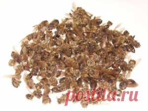 Подмор пчелиный лечебные свойства, рецепты