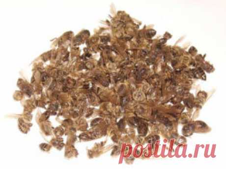 Подмор пчелиный лечебные свойства, рецепты