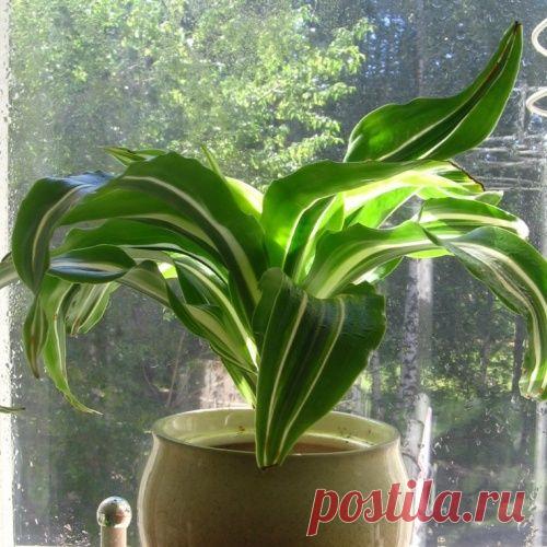 Как укоренить макушку драцены