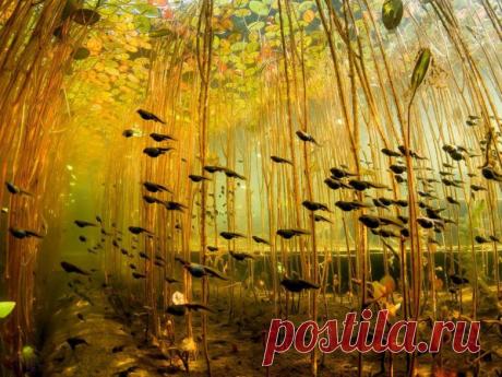 Невероятные моменты дикой природы / Питомцы